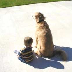 dog and child sitting after concrete raising services